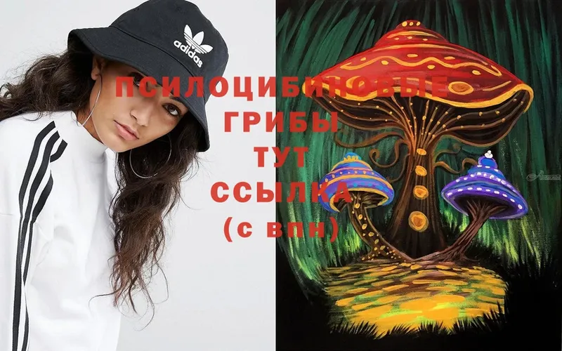 где найти   Чистополь  Галлюциногенные грибы Cubensis 